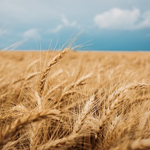Kansas Wheat Field Print: Stormy Sky Landscape Photography