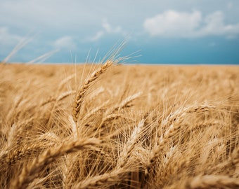 Kansas Wheat Field Print: Stormy Sky Landscape Photography
