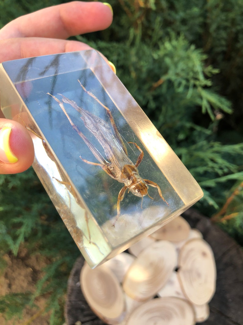 Real Preserved Unlabelled Insect Bug in Resin Taxidermy Home Etsy