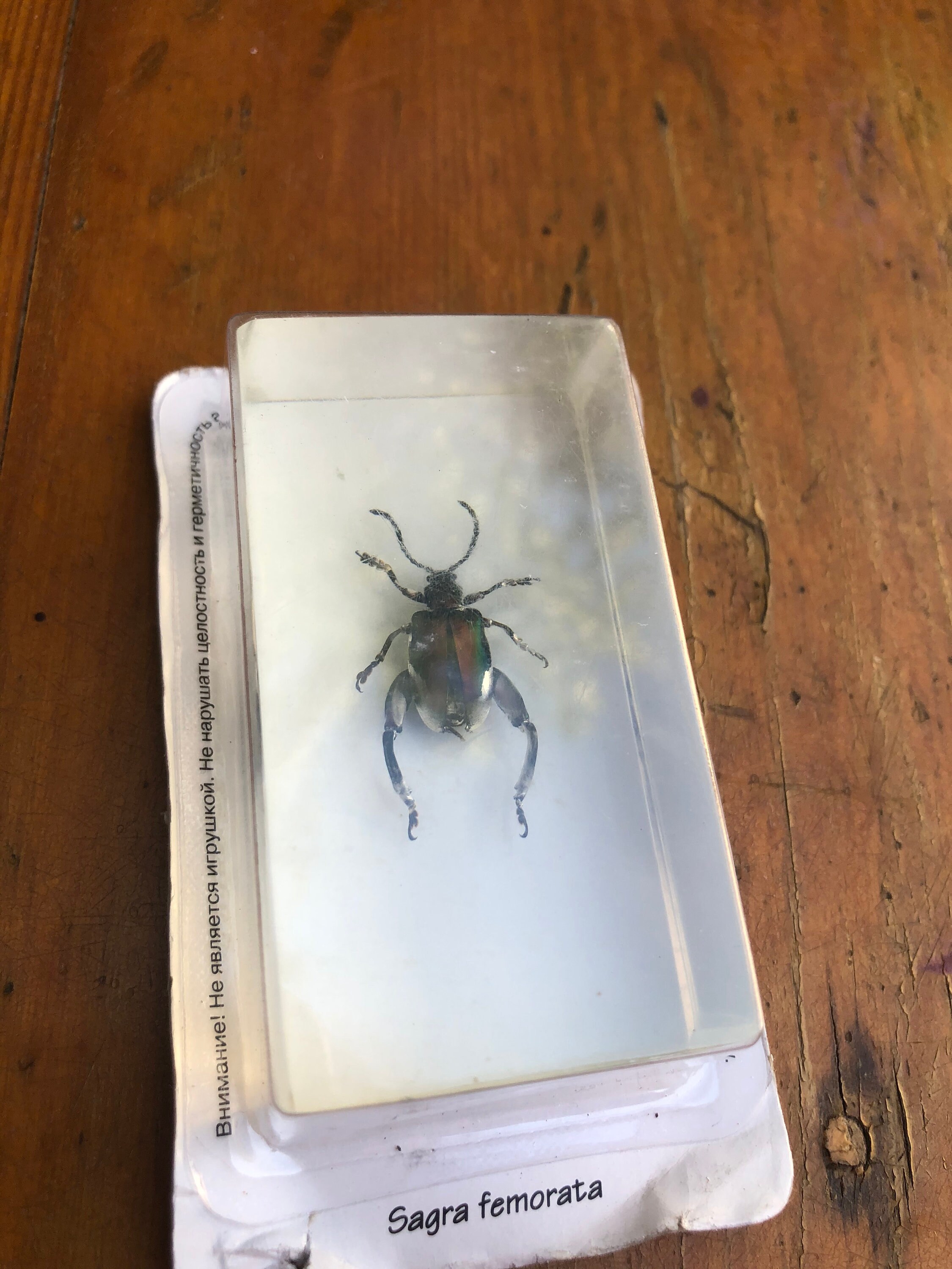 Real Preserved Unlabelled Insect Bug in Resin Taxidermy Home Etsy