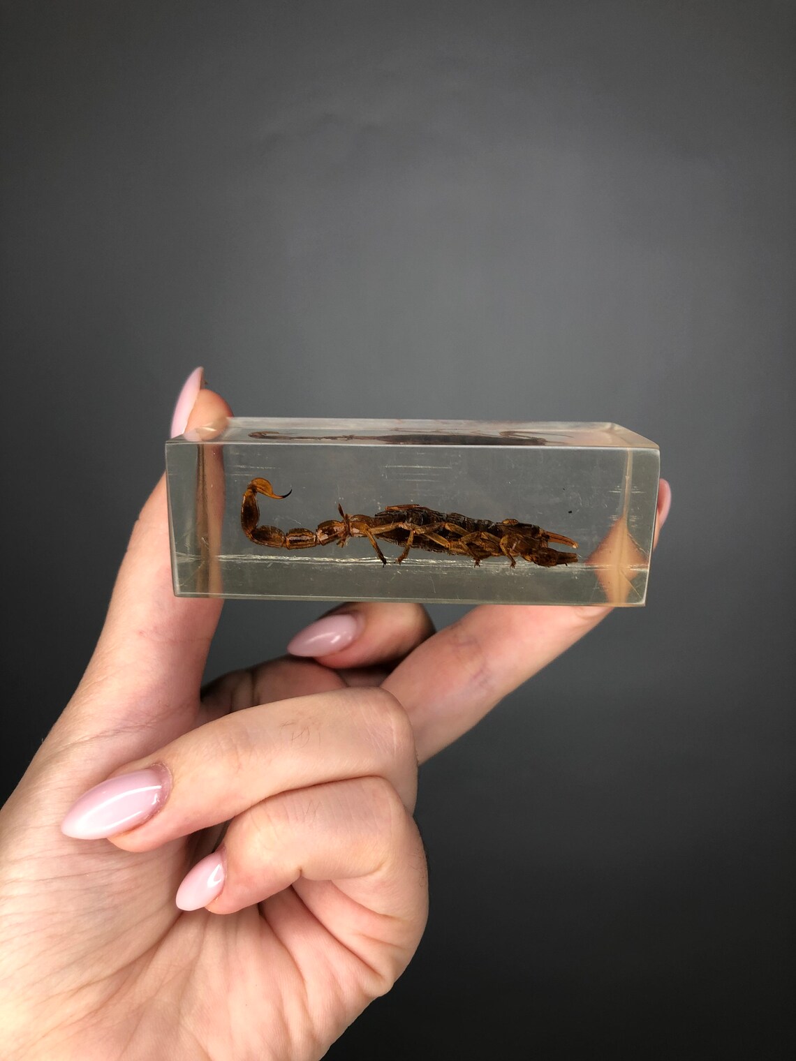 Real Preserved Unlabelled Insect Bug in Resin Taxidermy Home Etsy