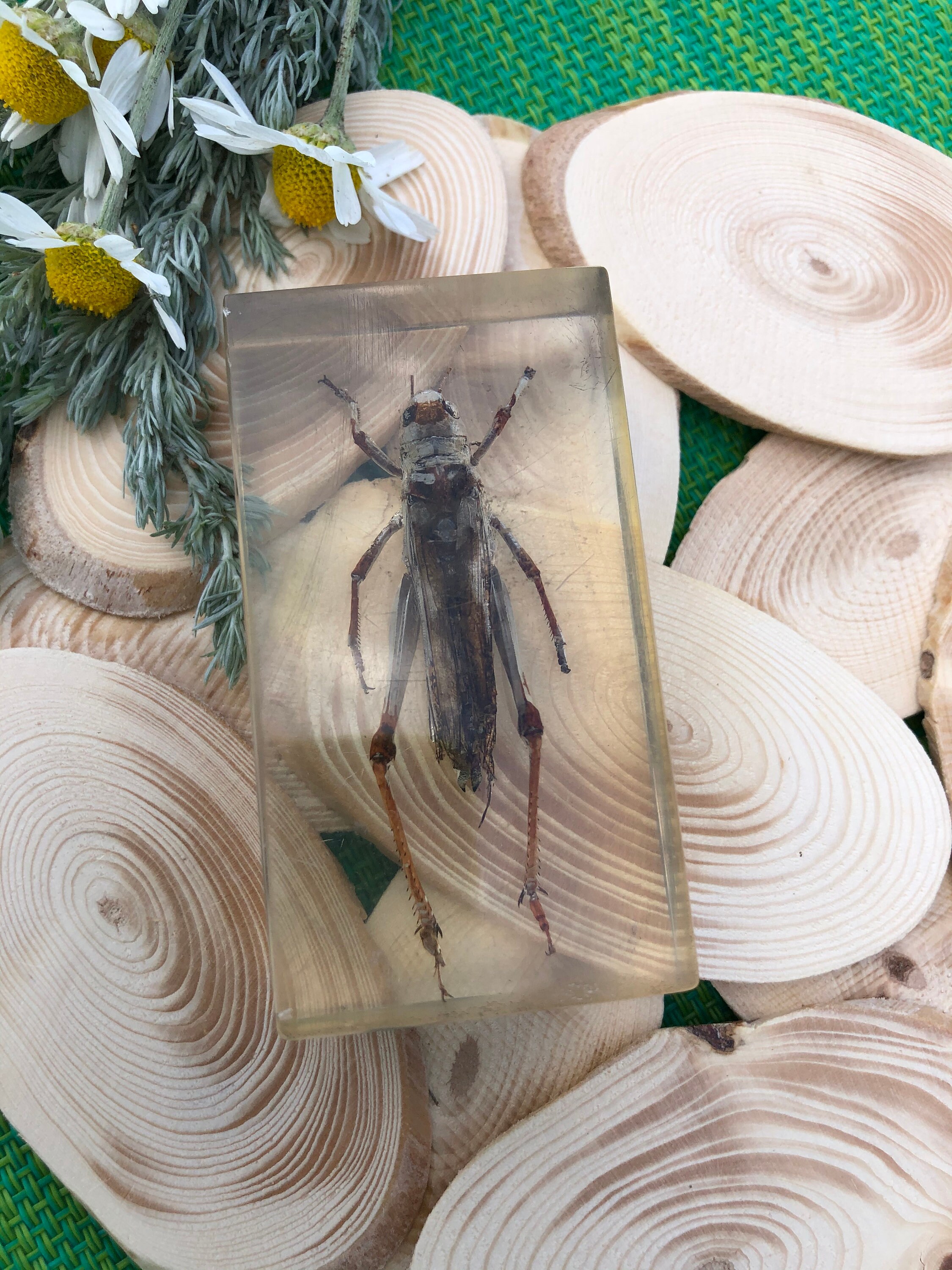 Real Preserved Unlabelled Insect Bug in Resin Taxidermy Home Etsy