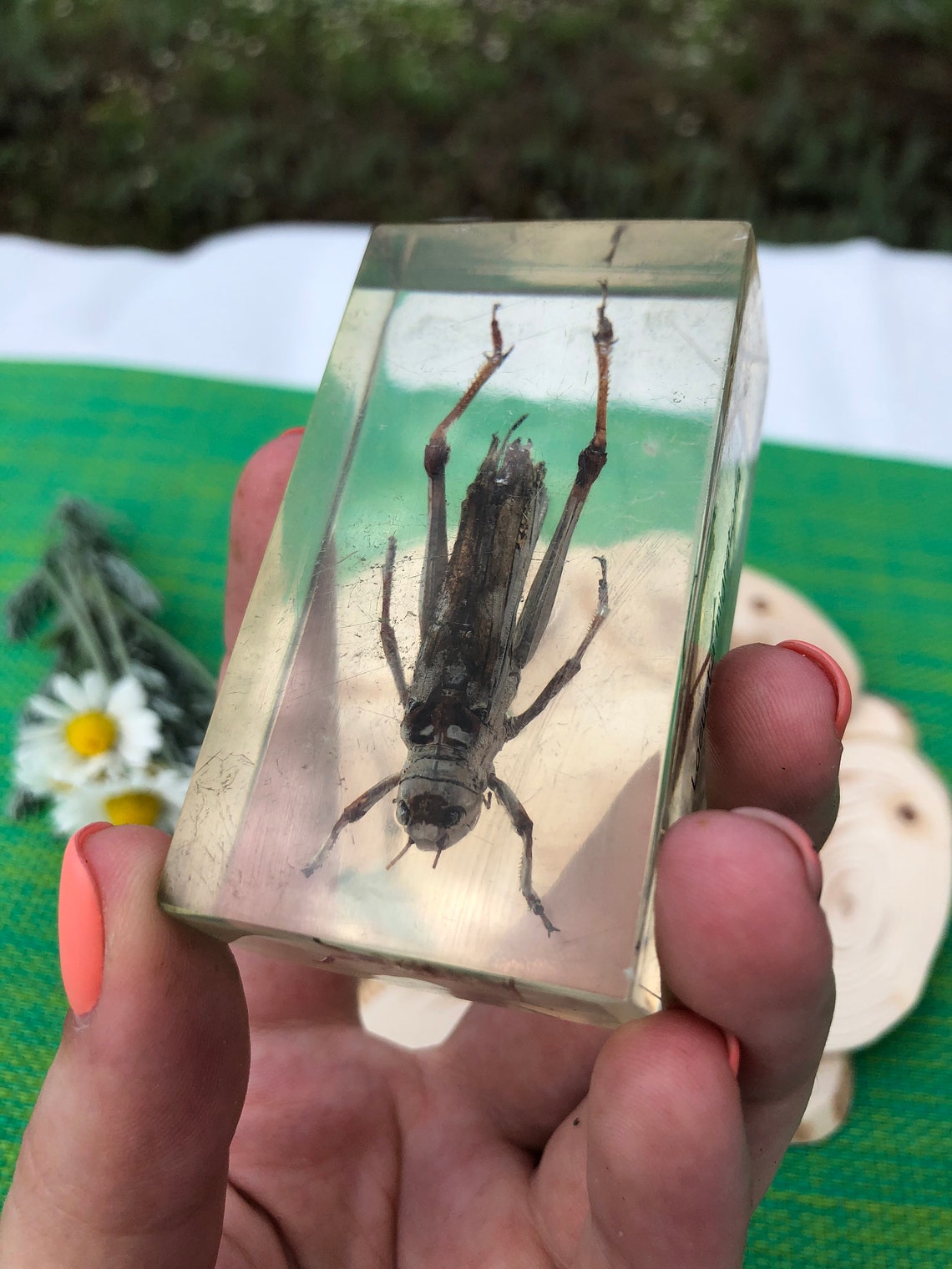Real Preserved Unlabelled Insect Bug in Resin Taxidermy Home Etsy