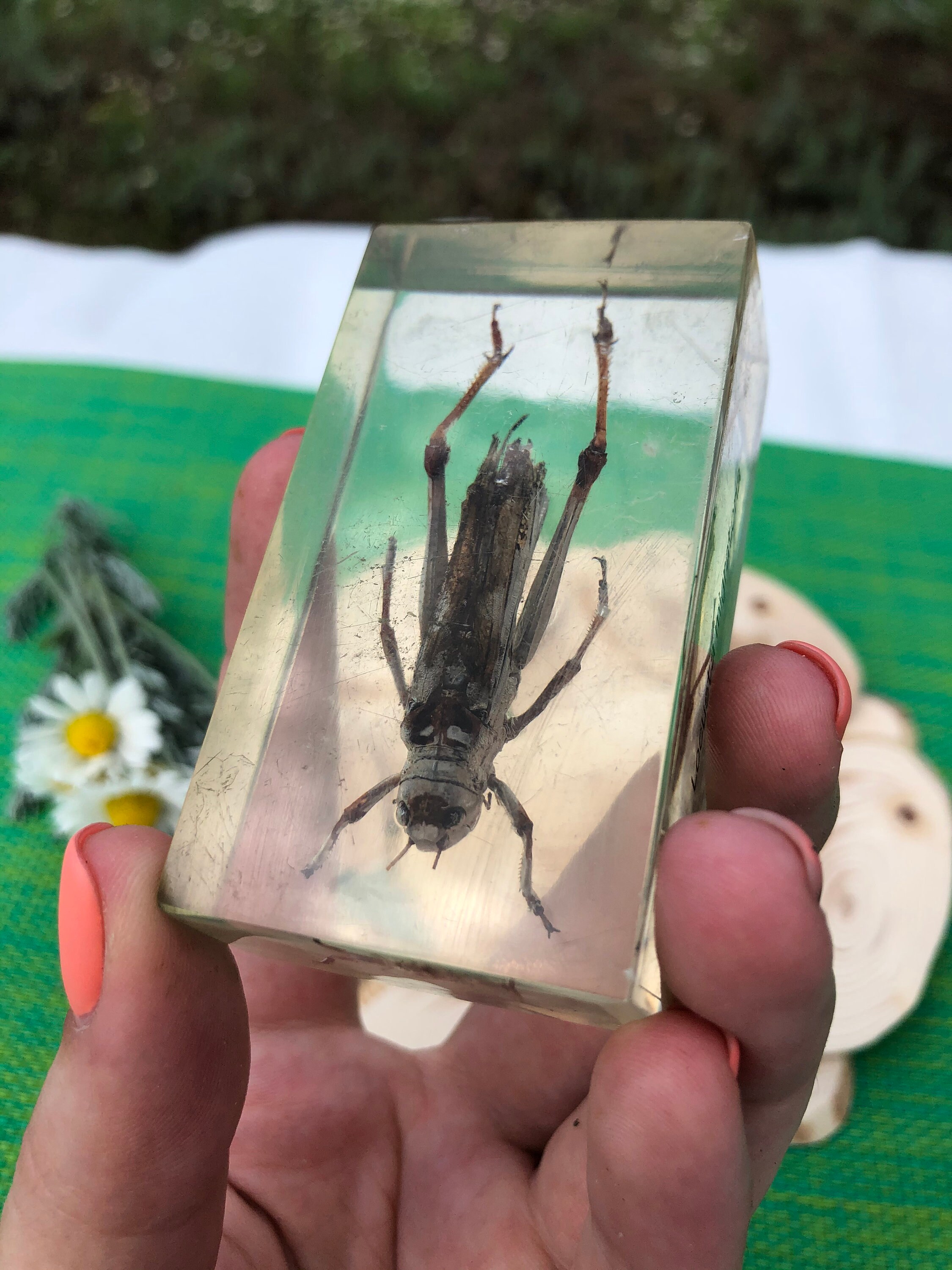 Real Preserved Unlabelled Insect Bug in Resin Taxidermy Home Etsy