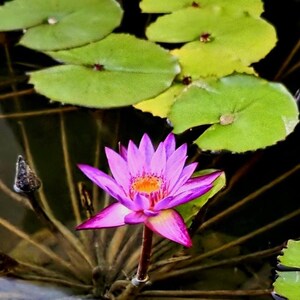 May include: A vibrant purple water lily flower with a bright yellow center, blooming above the water surface. The flower is surrounded by several round, green lily pads floating on dark water, with a single unopened bud visible to the left.