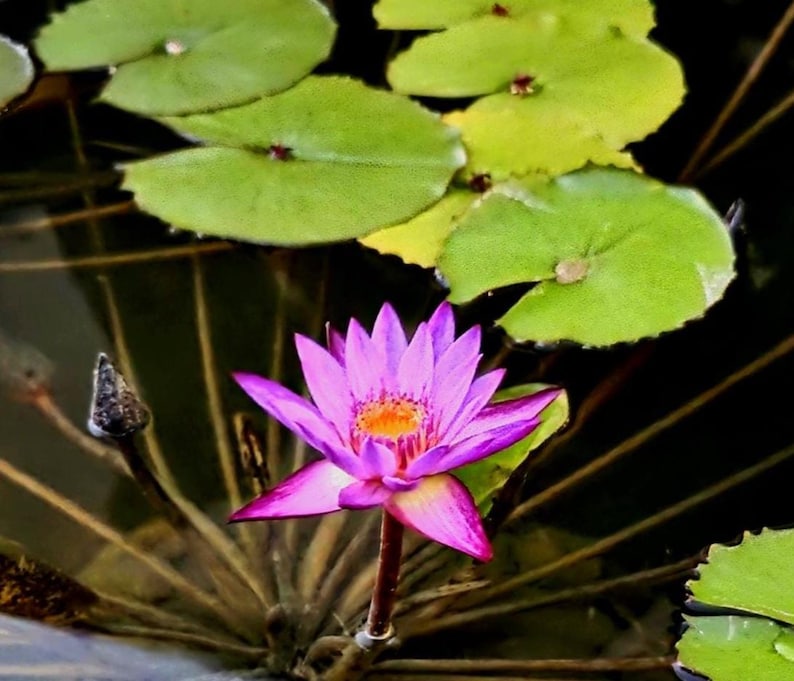 May include: A vibrant purple water lily flower with a bright yellow center, blooming above the water surface. The flower is surrounded by several round, green lily pads floating on dark water, with a single unopened bud visible to the left.