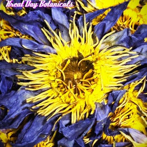 May include: A collection of dried blue lotus flowers with vibrant yellow stamens and deep blue petals. The text Kreat Day Botanicals is printed in white with a pink outline across the top left portion of the floral arrangement.