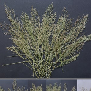 Fleurs pressées Minuscules branches Brins Fleurs séchées réelles et naturelles DIY Décor Home Arts Résine Matériaux Bouquet de fleurs