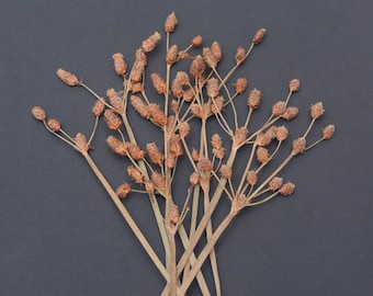 Durable Pressed Flowers with Detailed  Brown Stalk Buds Natural DIY Floral Arts Decors