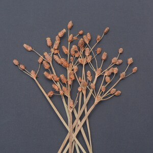Fleurs pressées durables avec des bourgeons de tige bruns détaillés Décors naturels d'arts floraux de bricolage