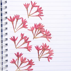 Flores secas prensadas com hastes, roxo, violeta, tipo lótus, cartão de resina, fabricação de artes marciais, flores naturais e orgânicas, faça você mesmo
