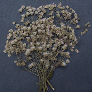 Ramo de flores prensadas materiais para fabricação de cartões de resina Artesanato floral Artes naturais orgânicas fofas pequenas flores com galhos que não desbotam e antifungos