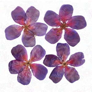 Azul Púrpura por Color Flores Prensadas 8CMX8CM 05 Pétalos De Gran Tamaño Tarjeta de Resina Fabricación Materiales Artesanías Florales BRICOLAJE Artesanías Hechas a Mano Pétalos Brillantes