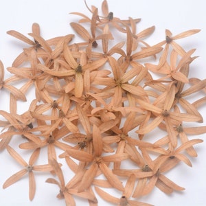 Flores prensadas 3d 5cmx5cm secas 5 pétalas tamanho grande força durável anti fungo artes florais decorações projetos de resina cartão fazendo materails