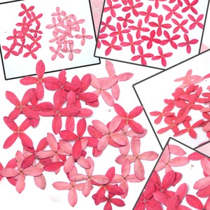Flores prensadas de color rosa frío natural, 04 pétalos, 2,5 CM X 2,5 CM, bricolaje, proyectos artesanales hechos a mano, resina, arte Floral, materiales para hacer tarjetas