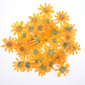 Lindas flores amarelas prensadas com hastes, múltiplas pétalas, duas variedades, materiais para fabricação de cartões de resina, arte floral, decoração artesanal deslumbrante orgânica
