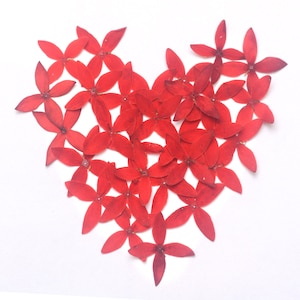 Blut kirschrot 04 Blüten Gepresste Blüten 2,5CM X 2,5CM Resin Materialien Floral Kunst Handgemacht Grußkarten