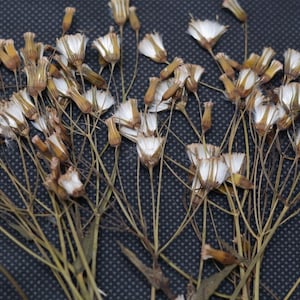 Natural Real Durável Flores Prensadas Orgânicas Ramo de flores Secas Decorações Florais DIY