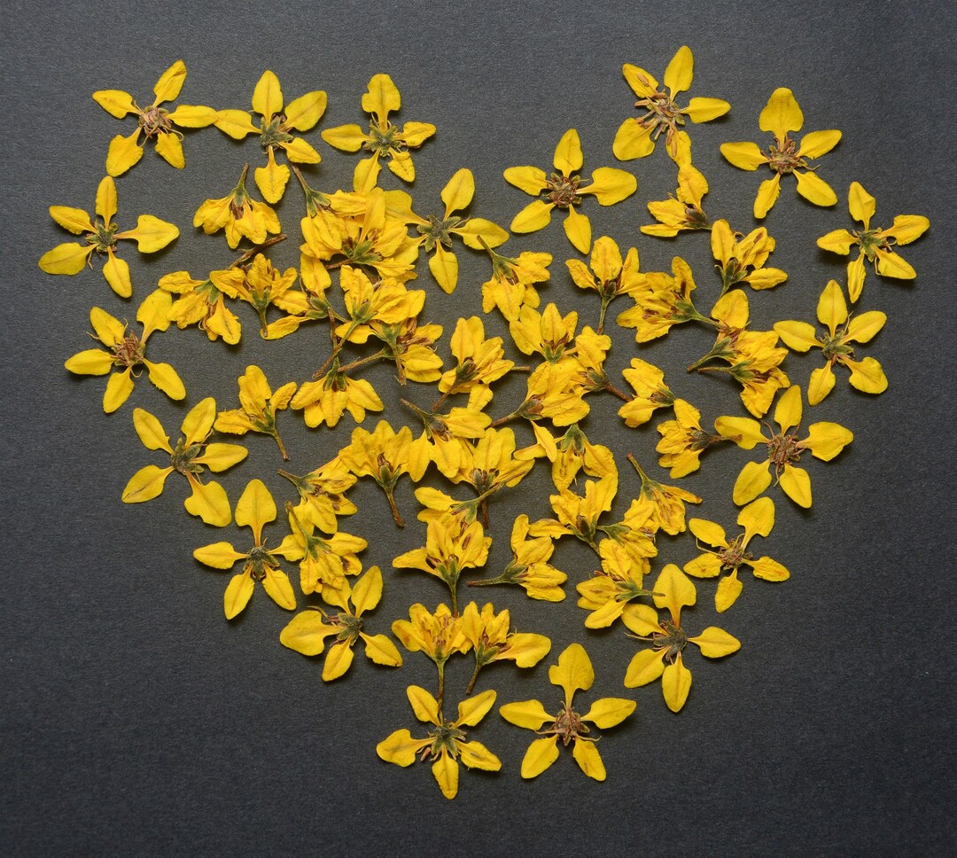 Cute Yellow Pressed Flowers With Stems 05 Cute Petals Two Varieties ...