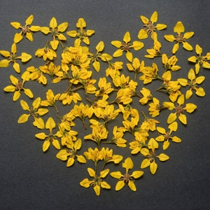 Jolies fleurs pressées jaunes avec tiges 05 pétales mignons Deux variétés de résine pour la fabrication de cartes, matériaux Art floral bio, superbe décoration faite main