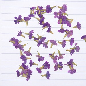 Riche Violet Mignon Fleurs Pressées avec tiges Résine Carte Florale Matériaux de Fabrication Bio Naturel DIY superbe Décor Floral Fait à la Main