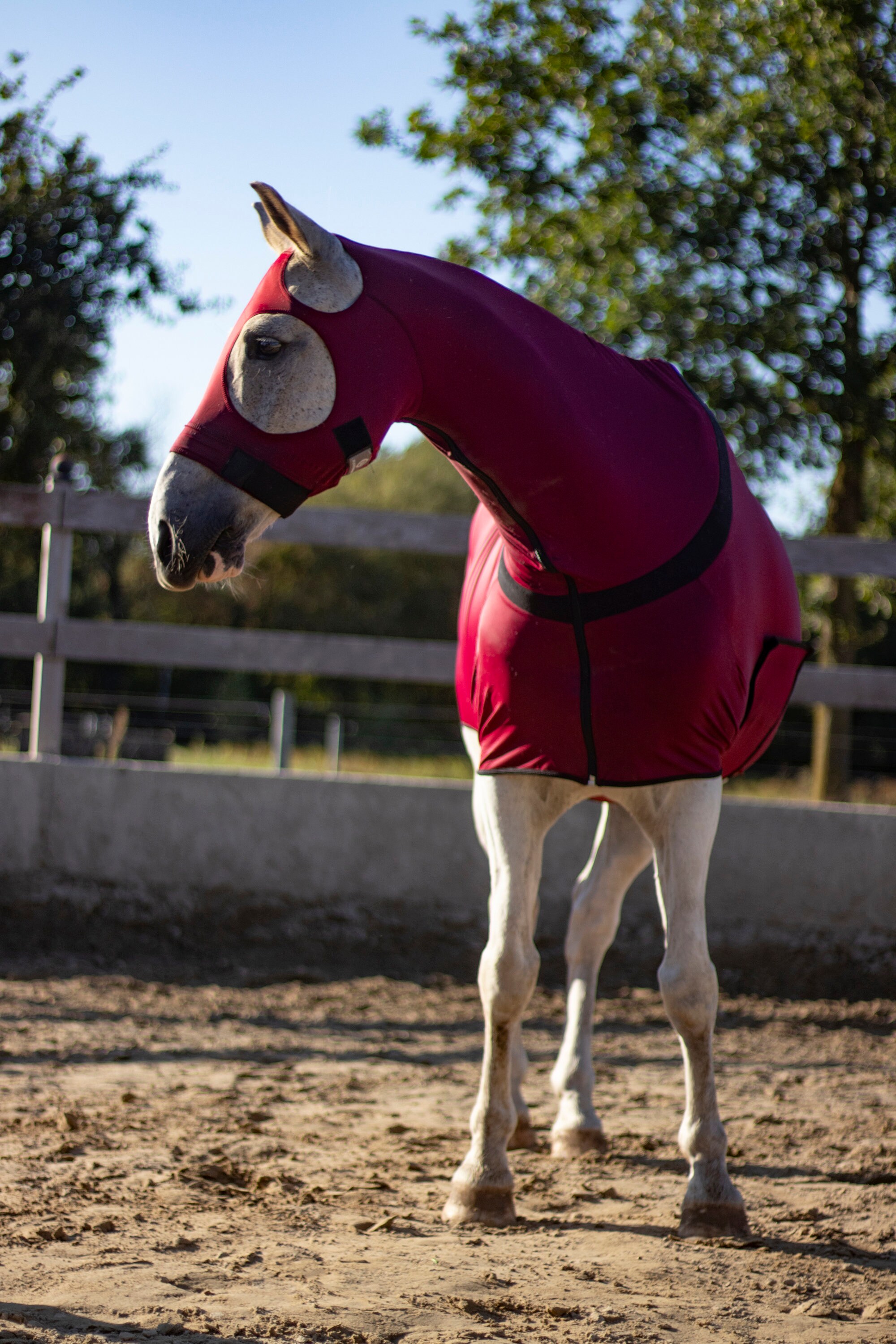 Harnais Extensible Robinhood En Lycra Lourd - Bourgogne, Taille XL, 1200 Lb