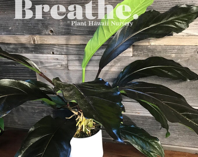 Black Dragon Anthurium Large Well Rooted 8 US Free Shipping Etsy