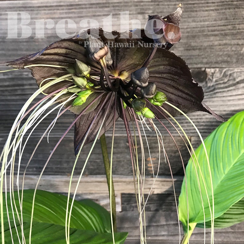 Black Battaccachantrieri 6 Rooted Rare Live Plant Free Shipping Etsy