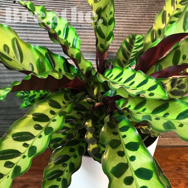 Calathea Lancifolia rattlesnake Plant 6 Potted Live Etsy