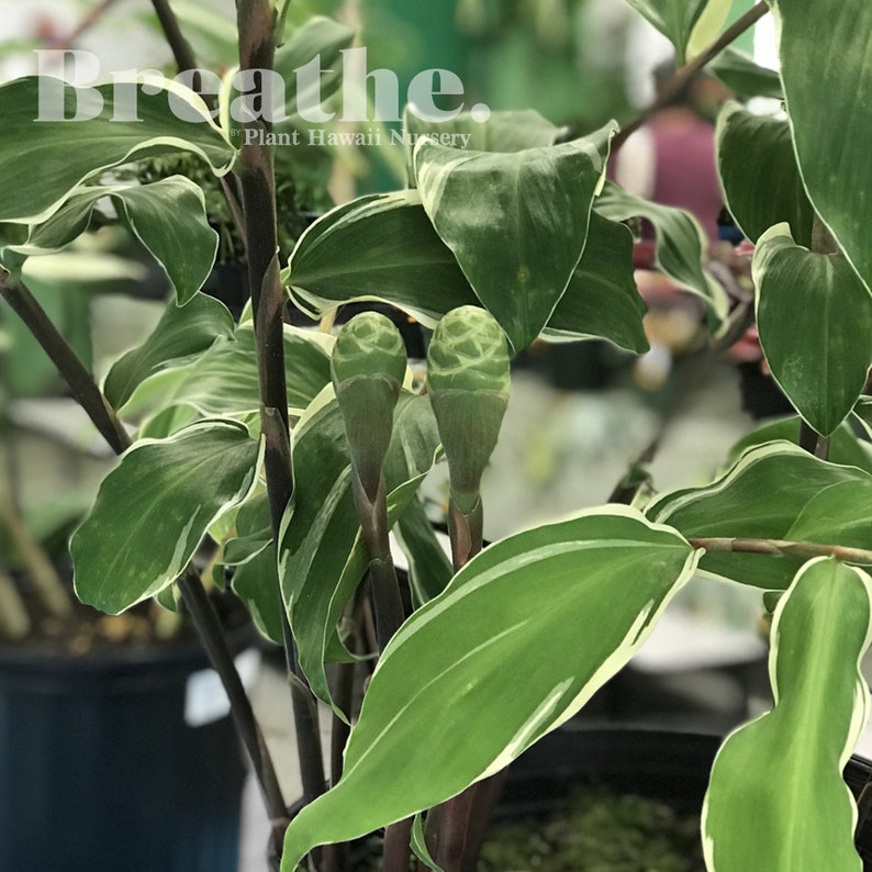 Variegated Awapuhi Hawaii Shampoo Ginger Zingiber zerumbet Etsy