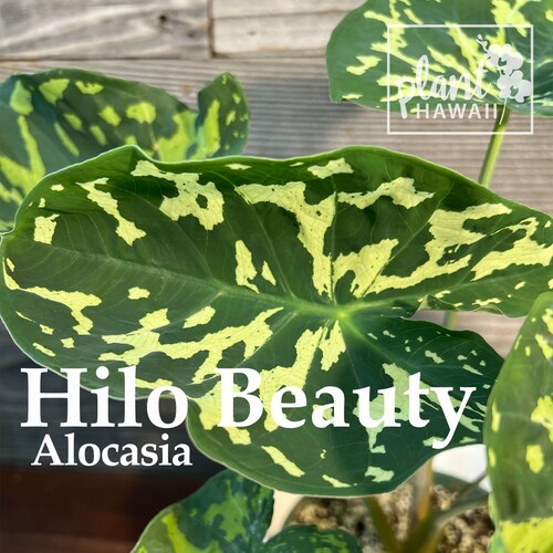 Hilo Beauty Elephant Ear Alocasia Live Plant Etsy