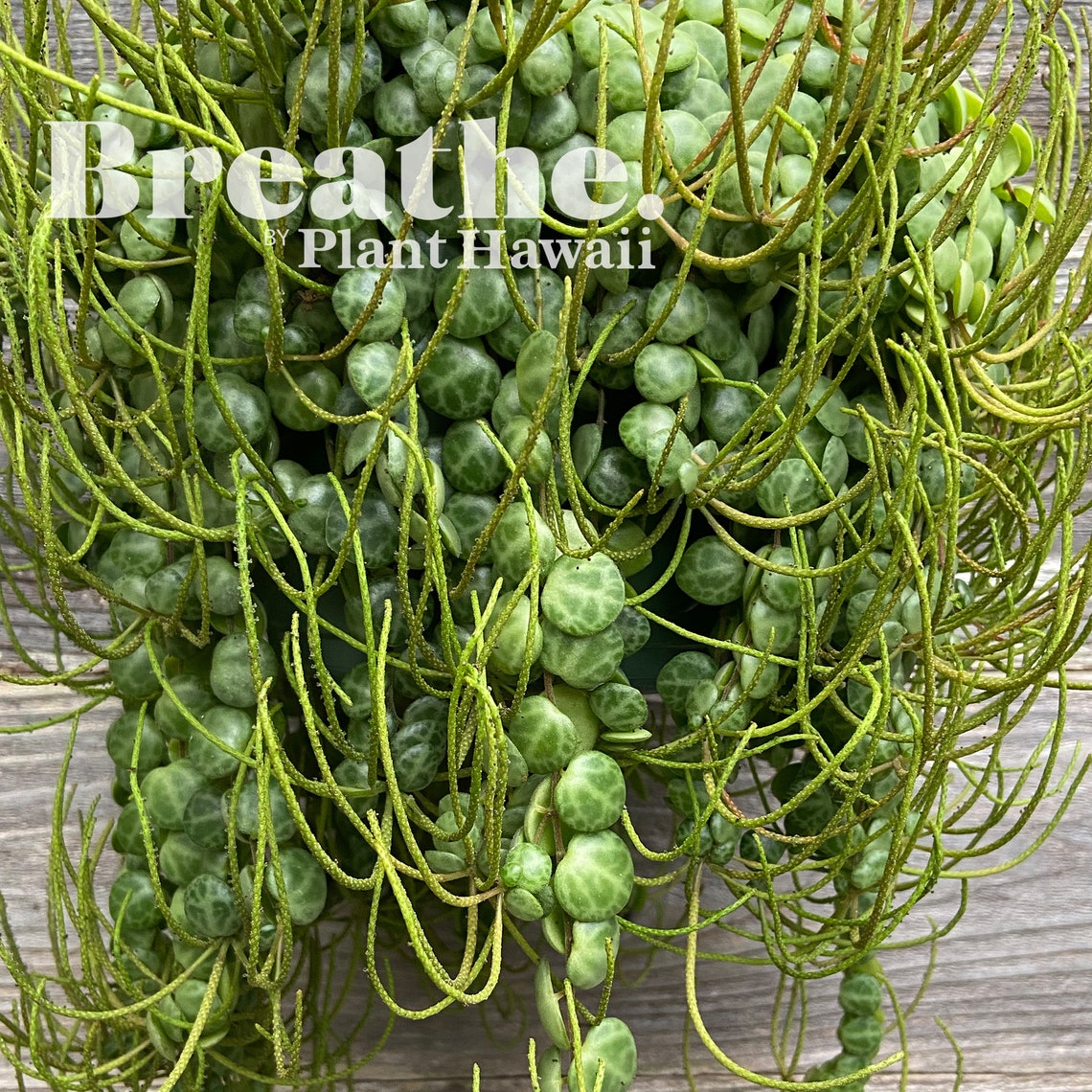 String of Turtles Live Plant 4 Pot US Grown Etsy