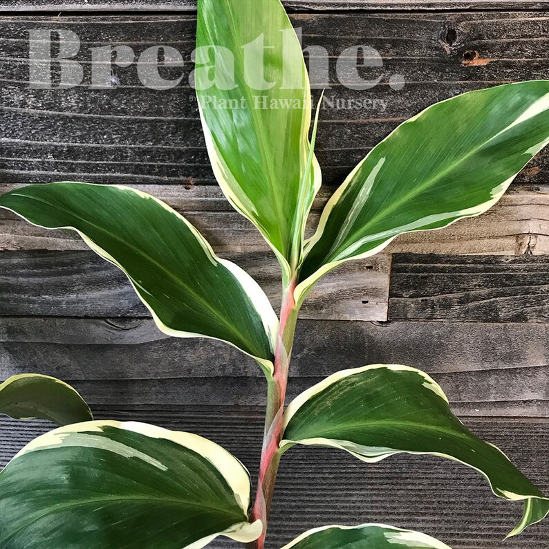 Variegated Awapuhi Hawaii Shampoo Ginger Zingiber zerumbet Etsy