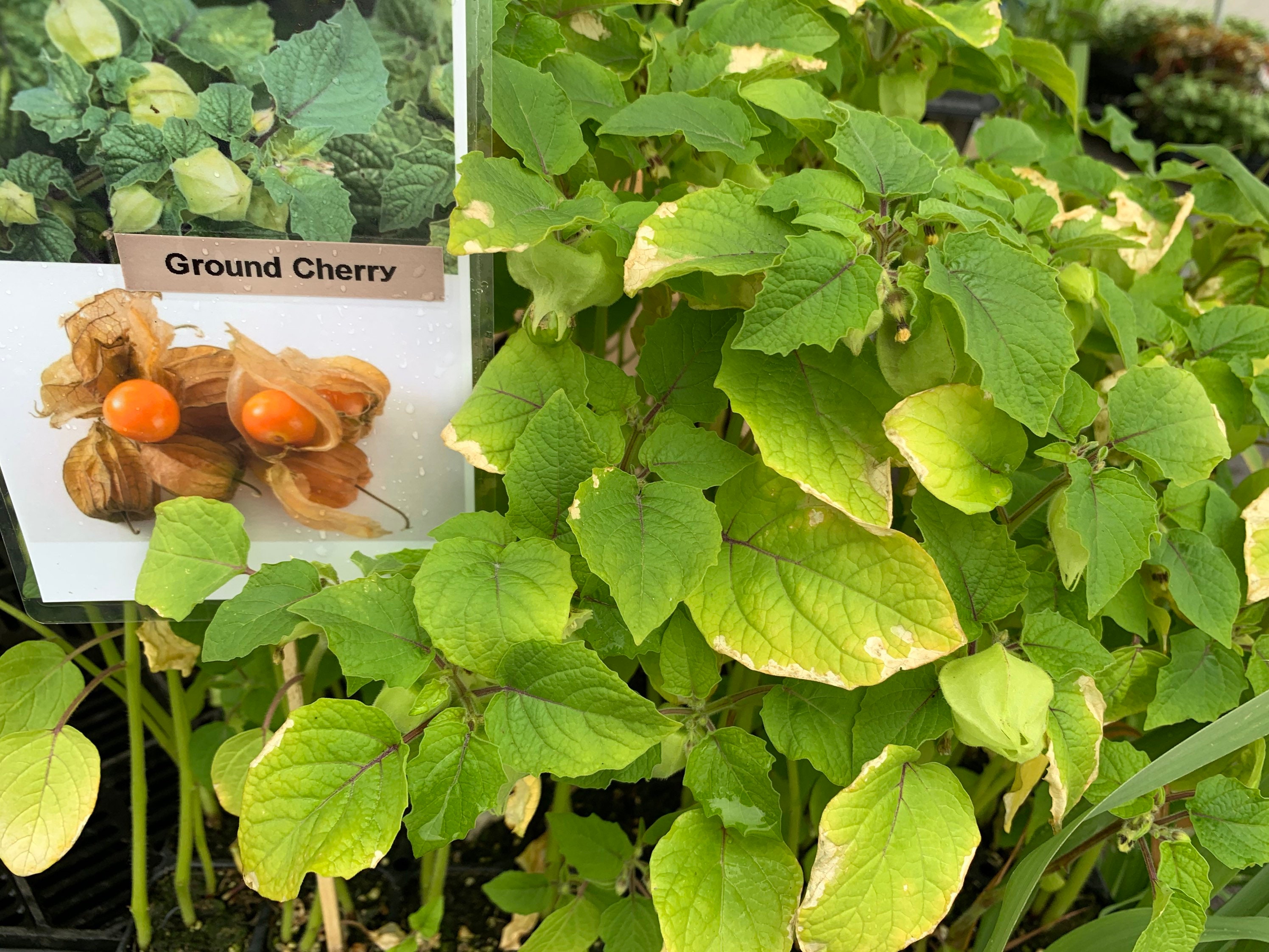 4 Ground Cherry Plants Etsy