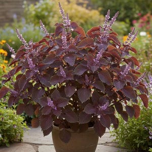 Japanische Perilla 250 Samen