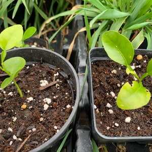 May include: Close-up of three small potted plants with green leaves. The plants are growing in black plastic pots filled with dark brown soil and white pebbles.