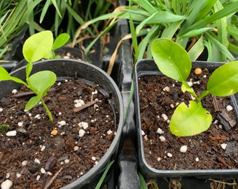 May include: Close-up of three small potted plants with green leaves. The plants are growing in black plastic pots filled with dark brown soil and white pebbles.