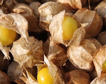 Ground Cherry 30 Seeds