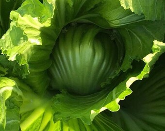 Gai Choi Chinese Mustard Seeds