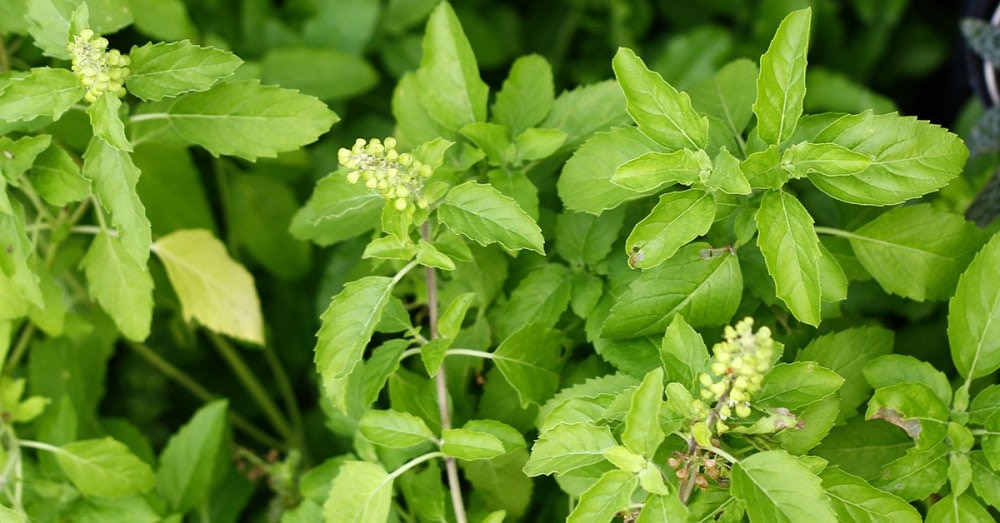 4 Live Green Holy Basil Plants Etsy