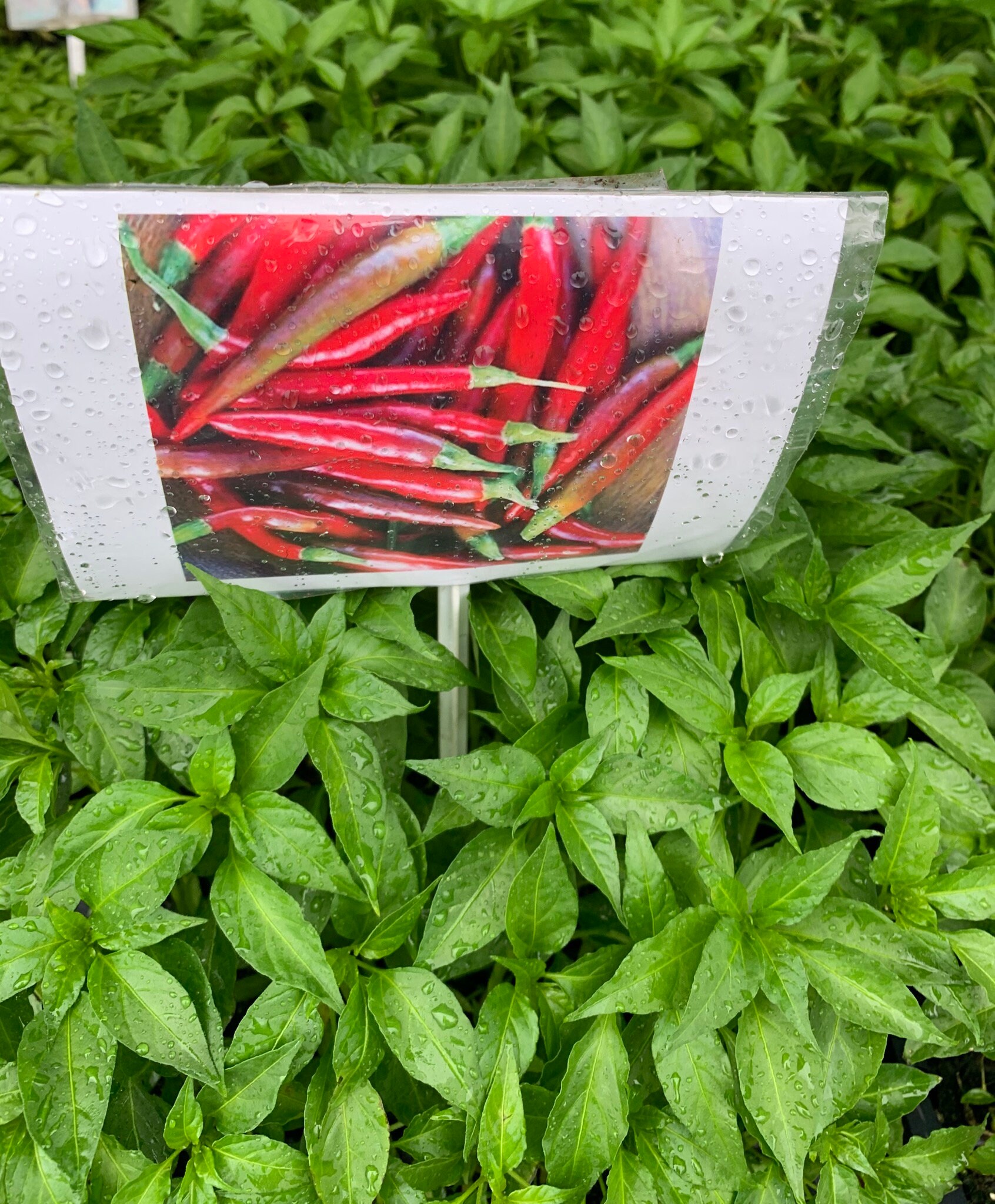 4 Plants Thai Super Chili Pepper Etsy