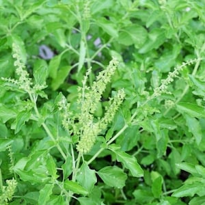 Green Leaf Holy Basil 250 Seeds