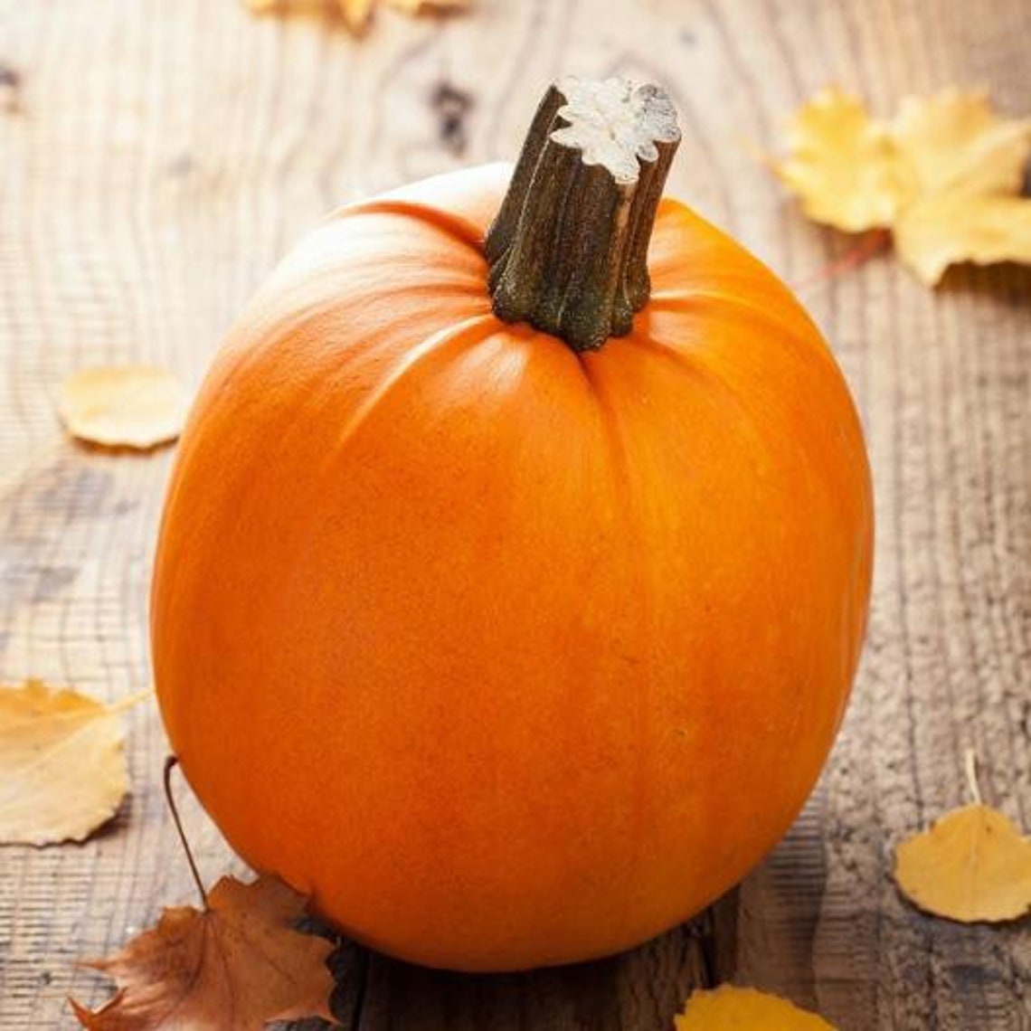 PUMPKIN SMALL SUGAR 30 Seeds Etsy
