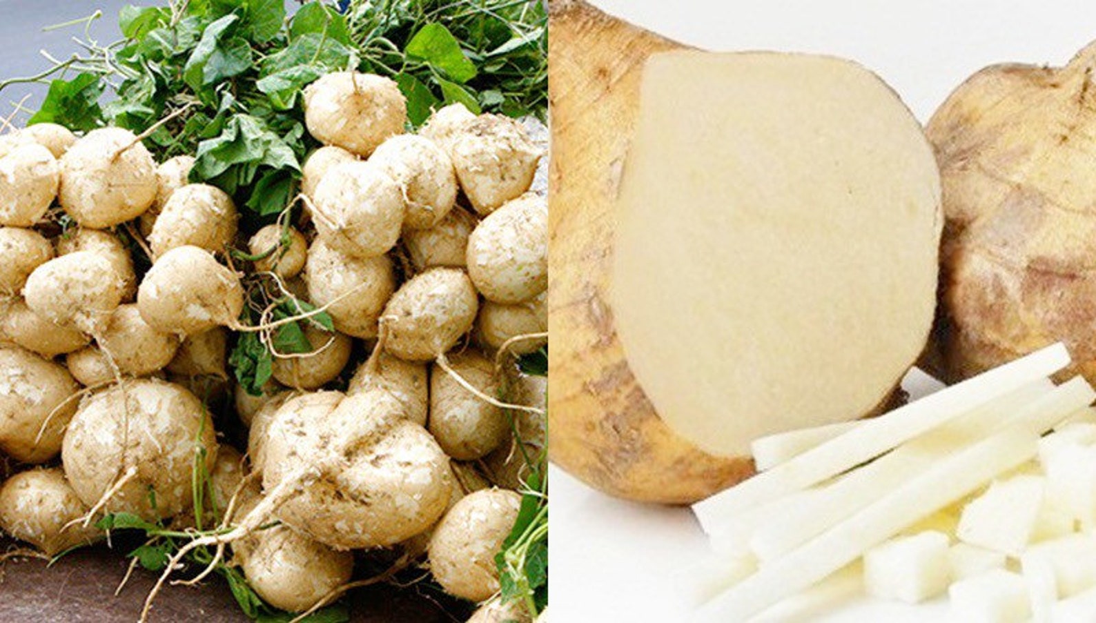 Jicama/yam Bean Seeds 20 PCS Etsy