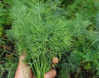 Dill Heirloom Herb Seeds for Vegetable Garden