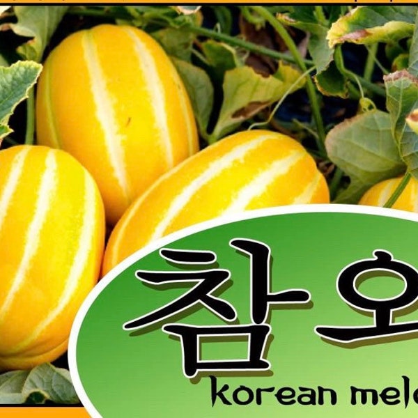 Korean Melon Etsy