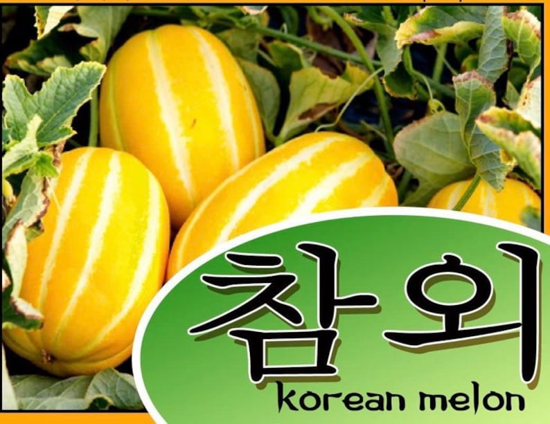 Korean Melon 30 Seeds Etsy