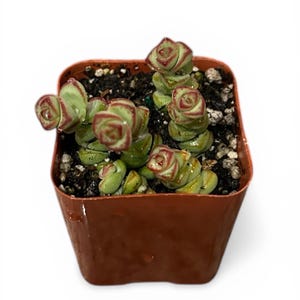 Suculenta Crassula “Baby Necklace” – Completamente enraizada – Maceta de 2” – Suculenta apilada rara – Punta roja