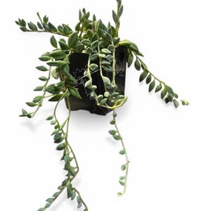 Puede incluir: Una planta suculenta String of Pearls en una maceta cuadrada negra. La planta tiene tallos largos y colgantes con hojas pequeñas, redondas y verdes. La planta está sobre un fondo blanco.