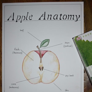 Anatomie de la pomme Poster